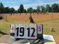 13662031_1041591155896197_2075995848621955590_o